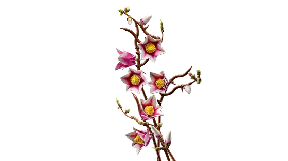 LEGO Botanicals - Magnoliatakken - 11510